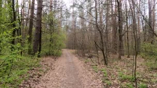 Pequeño camino en el bosque durante el día — Vídeo de stock