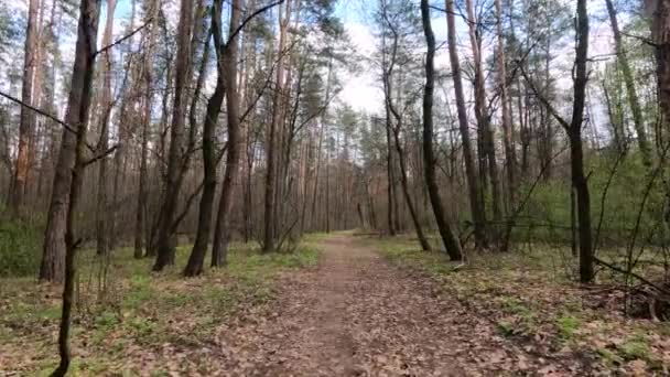 Pequeño camino en el bosque durante el día — Vídeos de Stock