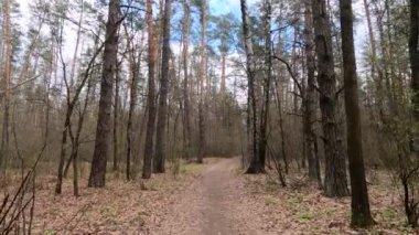 Gün boyunca ormanda küçük bir yol.