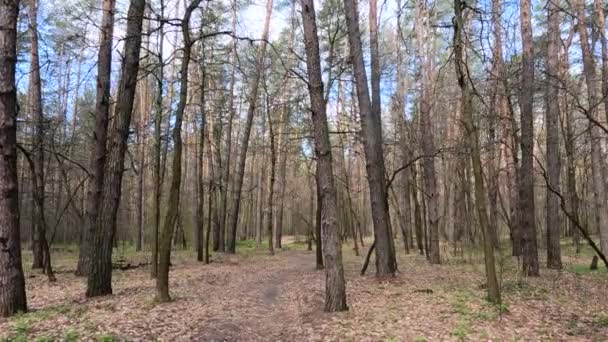 낮 에는 숲 속 의작은 길 — 비디오