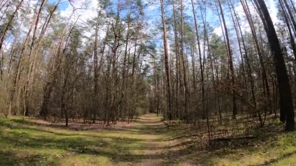 Tagsüber kleine Straße im Wald — Stockvideo