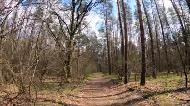 Kleine weg in het bos overdag — Stockvideo