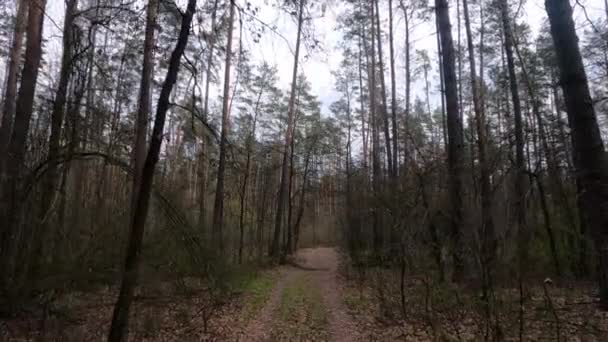 Mała droga w lesie w ciągu dnia — Wideo stockowe