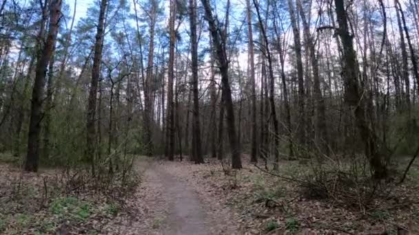 Kis út az erdőben napközben — Stock videók