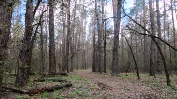 Small road in the forest during the day — Stock Video