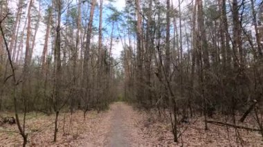 Gün boyunca ormanda küçük bir yol.