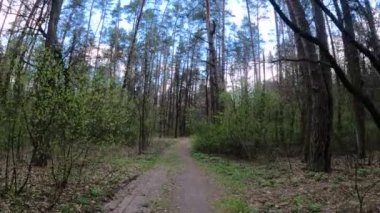 Gün boyunca ormanda küçük bir yol.