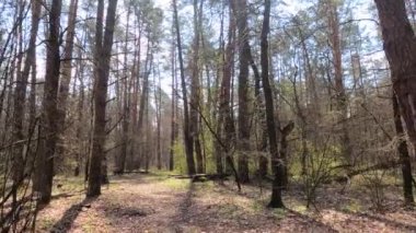 Gün boyunca ormanda küçük bir yol.