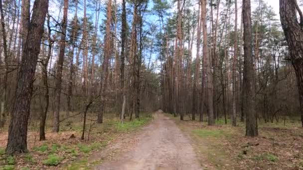 Petite route dans la forêt pendant la journée — Video