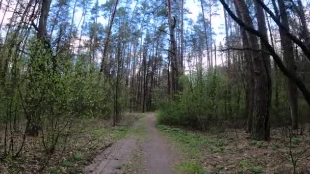 Небольшая дорога в лесу в течение дня — стоковое видео