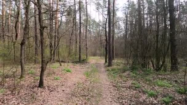 Маленька дорога в лісі протягом дня — стокове відео