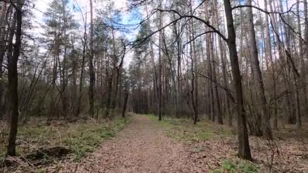 Liten väg i skogen under dagen — Stockvideo