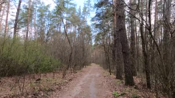 Pequeño camino en el bosque durante el día — Vídeo de stock