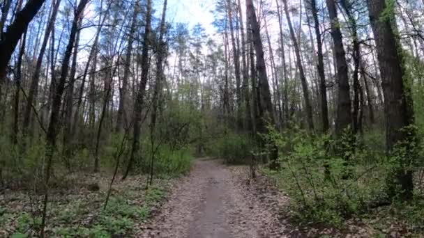 Piccola strada nel bosco durante il giorno — Video Stock
