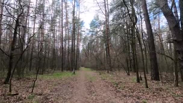Tagsüber kleine Straße im Wald — Stockvideo