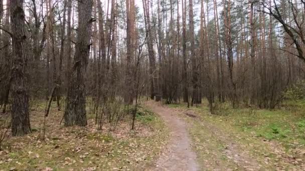 Небольшая дорога в лесу в течение дня — стоковое видео
