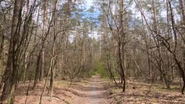 Gün boyunca ormanda küçük bir yol.