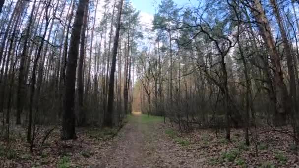 Petite route dans la forêt pendant la journée — Video