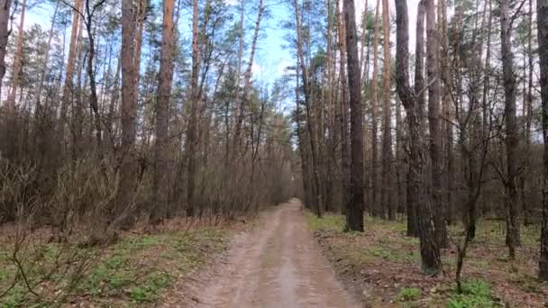 Petite route dans la forêt pendant la journée — Video