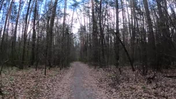 Liten väg i skogen under dagen — Stockvideo