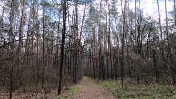 日中は森の中の小さな道 — ストック動画
