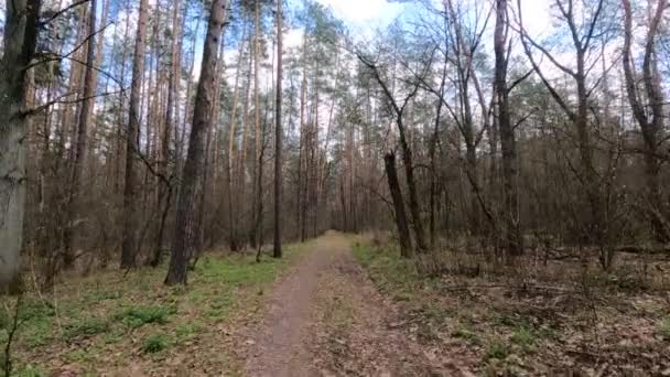 Небольшая дорога в лесу в течение дня — стоковое видео