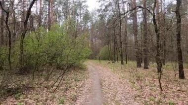 Gün boyunca ormanda küçük bir yol.