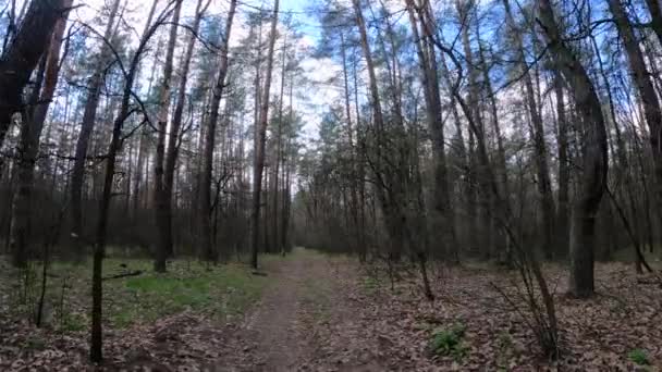 Petite route dans la forêt pendant la journée — Video