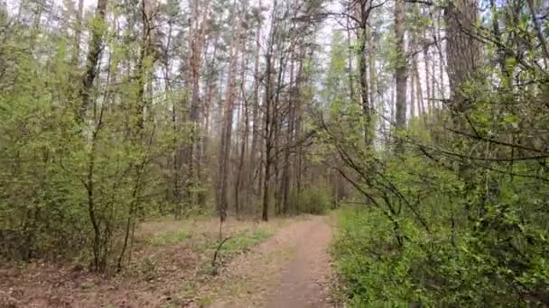 Небольшая дорога в лесу в течение дня — стоковое видео