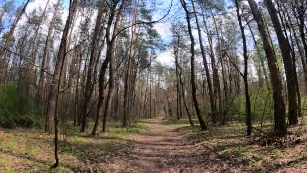 Petite route dans la forêt pendant la journée — Video