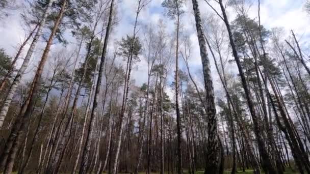 Лес с березами в полдень — стоковое видео