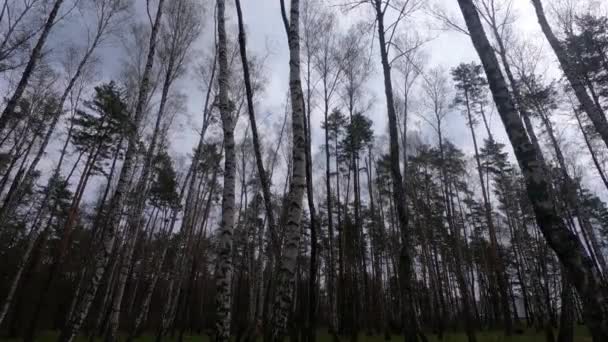 Bosque con abedules por la tarde — Vídeo de stock