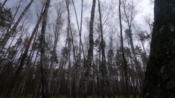 Forêt avec bouleaux dans l'après-midi — Video