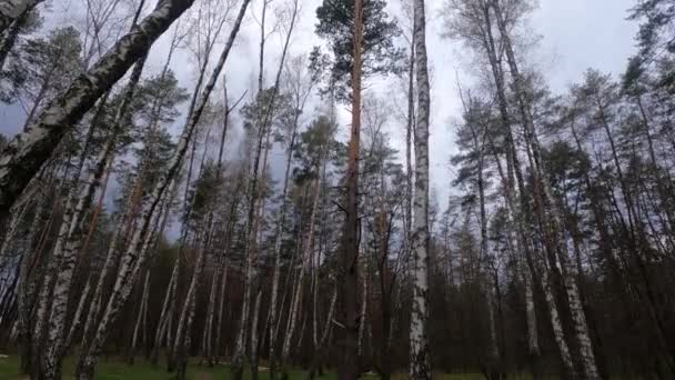 Floresta com vidoeiros à tarde — Vídeo de Stock