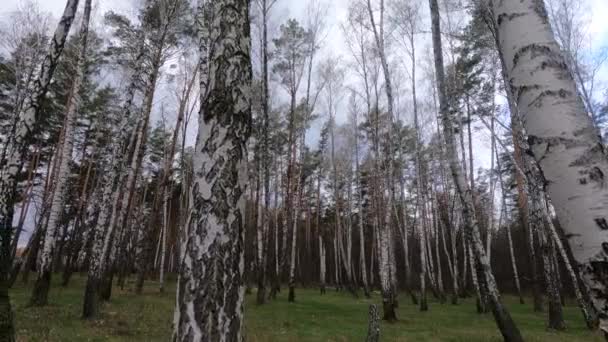 Wald mit Birken am Nachmittag — Stockvideo