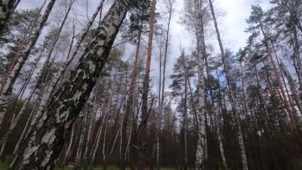 Forêt avec bouleaux dans l'après-midi — Video
