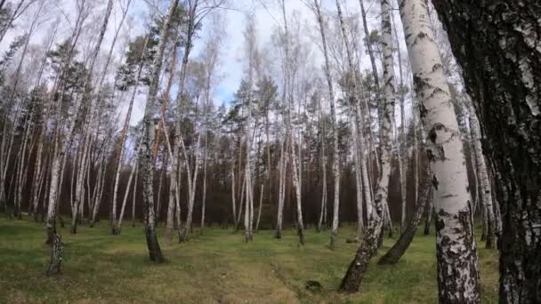 Лес с березами в полдень — стоковое видео