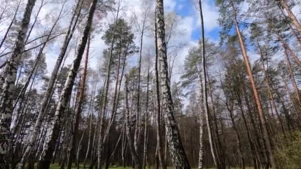 Nyírfás erdő délután — Stock videók