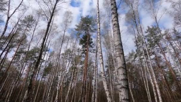 Лес с березами в полдень — стоковое видео