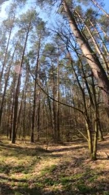 Gündüz ormanın dikey videosu