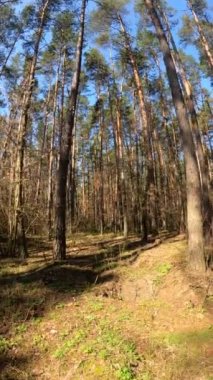 Gündüz ormanın dikey videosu