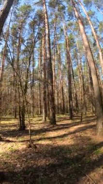 Gündüz ormanın dikey videosu