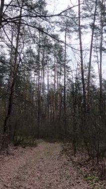 Gün boyunca ormandaki küçük yolun dikey videosu.