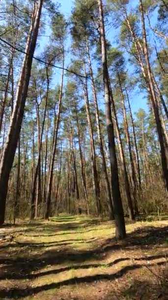 Vertical video of the forest by day — Stock Video