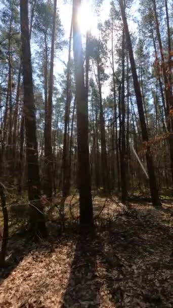 Vertikales Video des Waldes bei Tag — Stockvideo