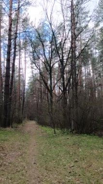 Gün boyunca ormandaki küçük yolun dikey videosu.