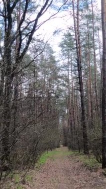 Gün boyunca ormandaki küçük yolun dikey videosu.