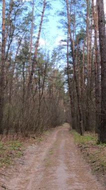 Gün boyunca ormandaki küçük yolun dikey videosu.