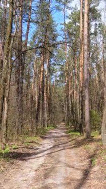 Gün boyunca ormandaki küçük yolun dikey videosu.