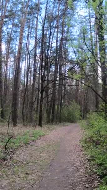 Vídeo vertical da pequena estrada na floresta durante o dia — Vídeo de Stock